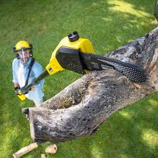 Professional Tree Care  in Monroe, UT