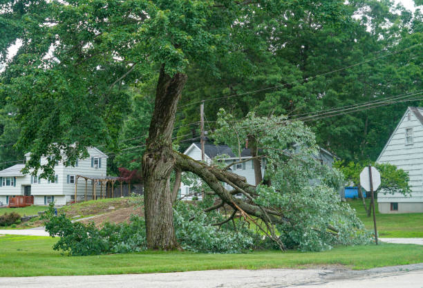 How Our Tree Care Process Works  in  Monroe, UT